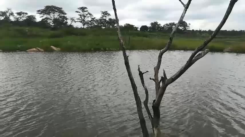 Great catfish dam