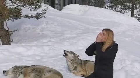 Pack of wolves