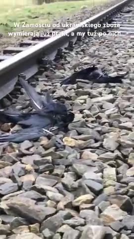 Along the route of train transport of Ukrainian grain, birds died after eating the falling grains.