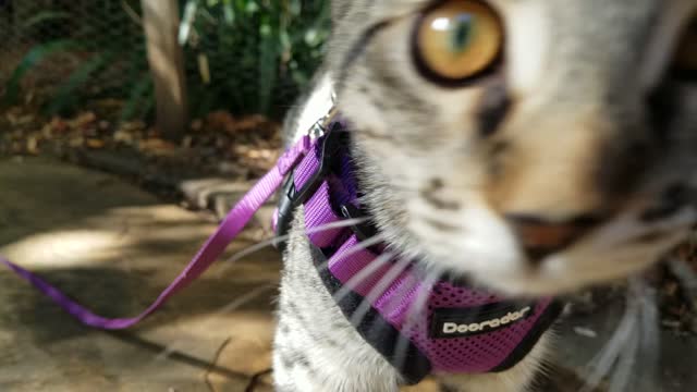 Dogs, kittens, bees, chickens, and garden
