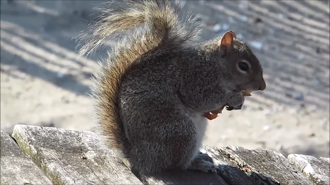 The eastern gray squirrel