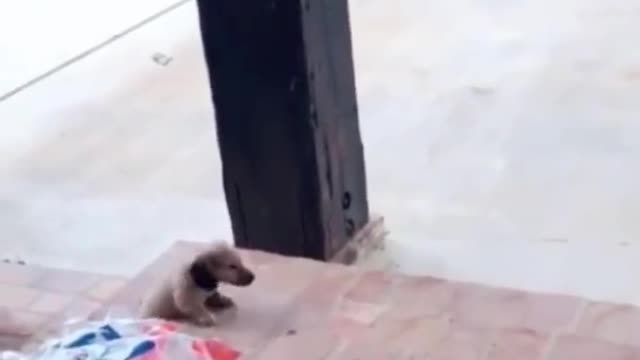 Adorable puppy can barely make it up stairs