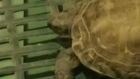 Turtle fun