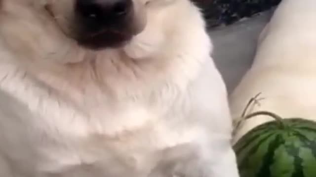 Funny dog | dog