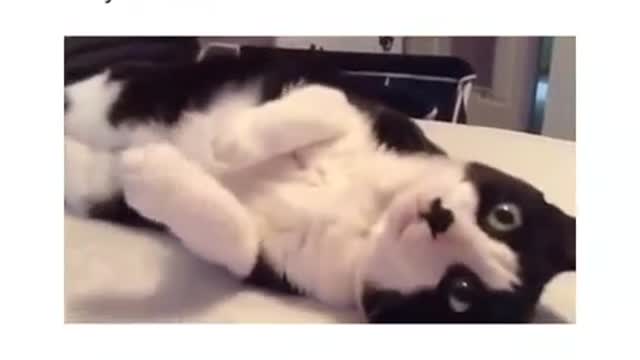 cute cat plays