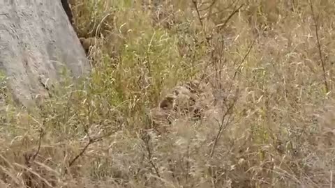 ADORABLE! SIX BABIES LIONS enjoy their first outdoor adventure