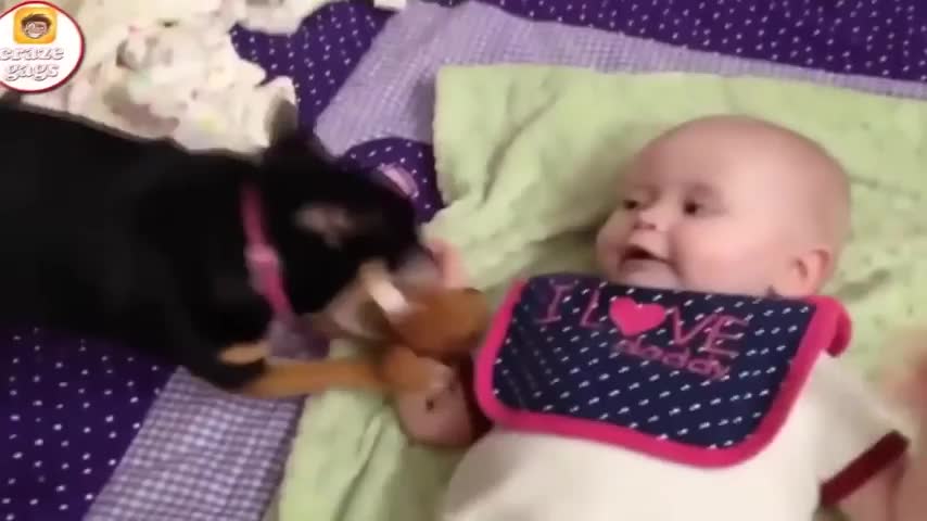 funny videos of animals and babies!!