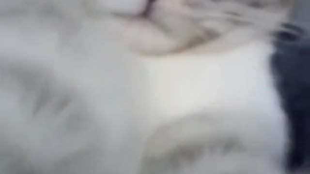 Kitten pulls the camera to himself and kisses