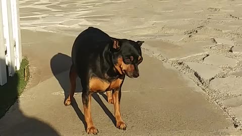 why dog is scared