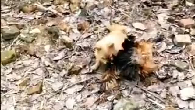 Chickens vs Dogs fight- funny videos