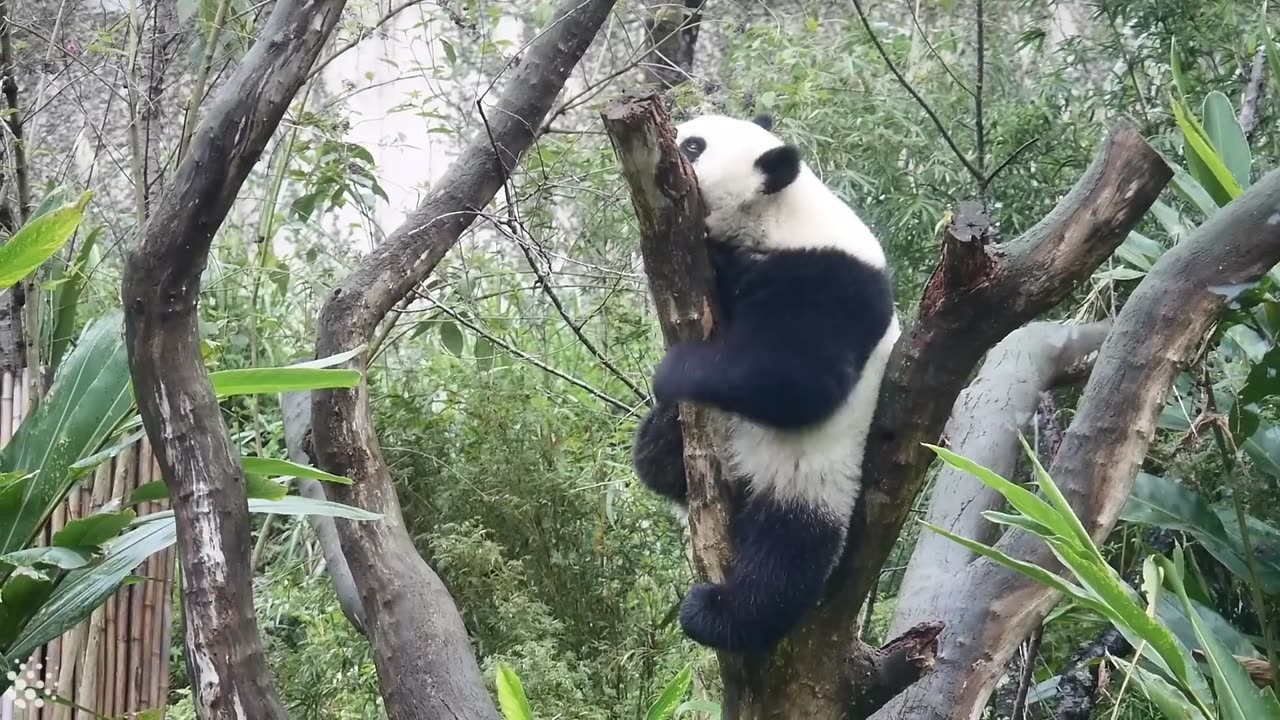 Cute and Clumsy Panda Compilation 2019 _ Pandas are Awesome