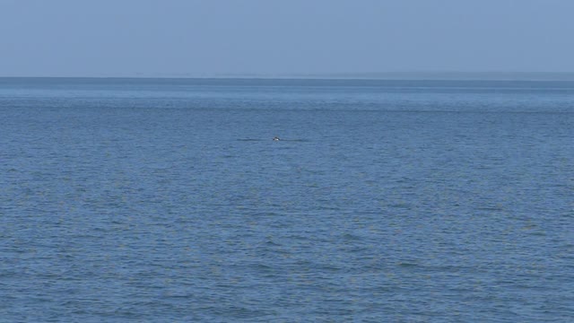 A Sea Bird Dives To Catch Its Prey