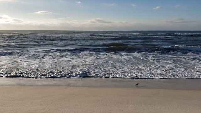 Waves and shore bird