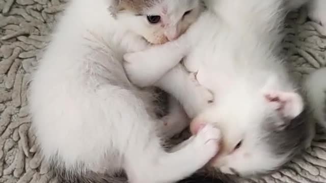 Little kittens lie on a small carpet