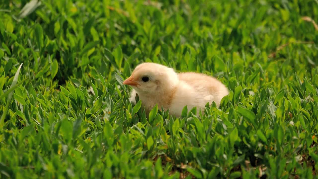 Close up newborn yellow chicken on the grass field on green background. Easter concept