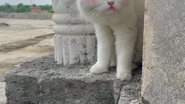 A white cat stands like a lion, and each eye is a different color, see what it looks like