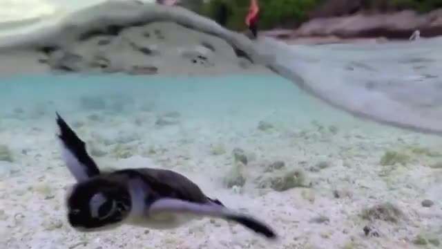 Cute pet suming in. Water.