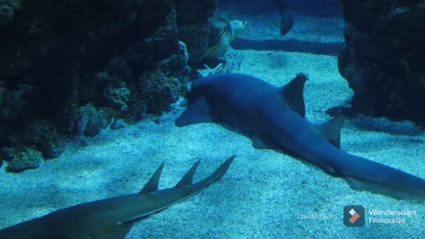 Shark in the ocean for unforgettable moments