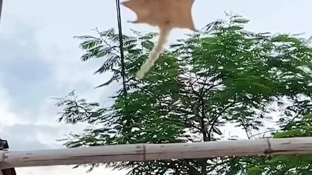 flying squirrel cute sugar glider flying and landing in hand