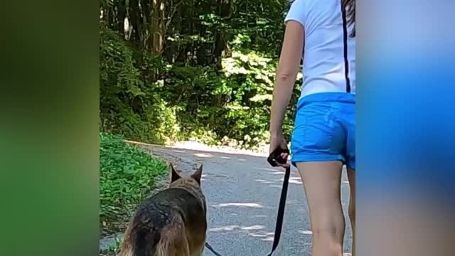 Did you know this about German Shepherd