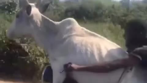 Funny videos🤣🤣 unbliable movement