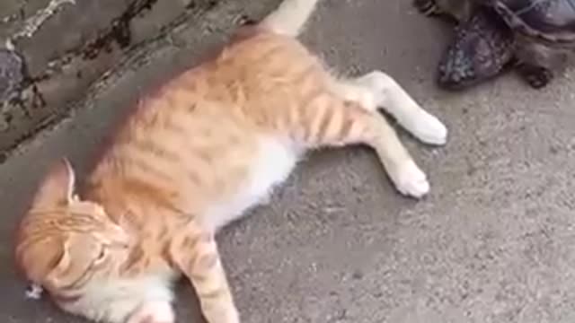 Funniest Cats and Dogs 🐱🐶 Part 26