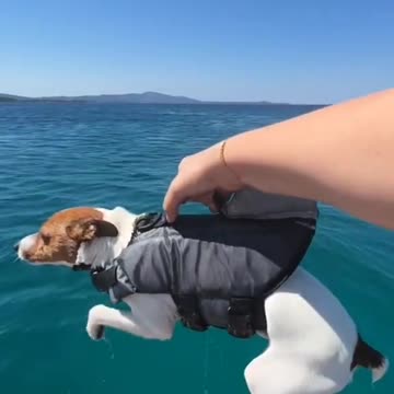 Watch my dog's fun today