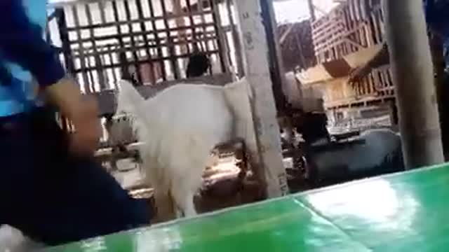 My goat is really excited