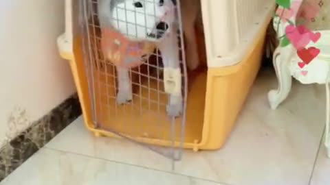 How do you train your good dog