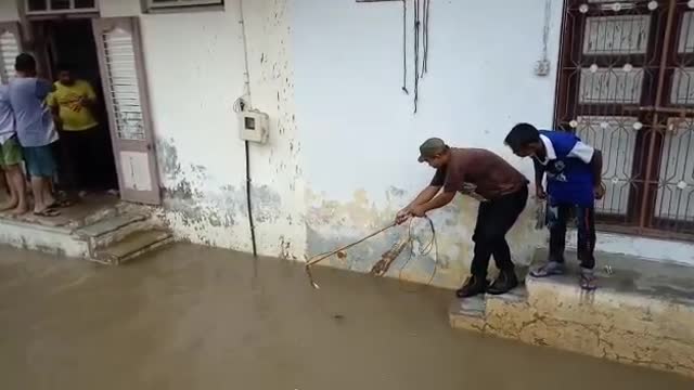 Crocodile in the flooded streets of vadodara