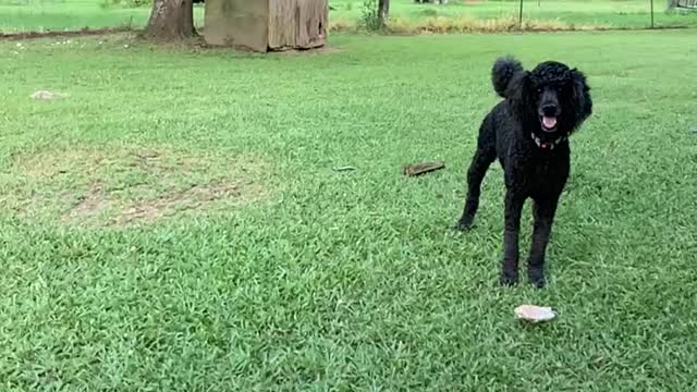 Malinois verses standard poodle