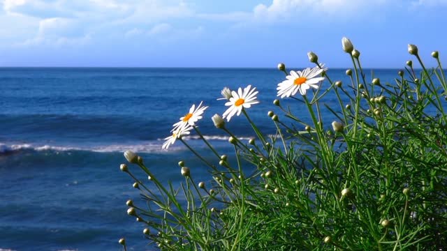 Flowers can dance!!! amazing nature/ beautiful blooming flower time labse video