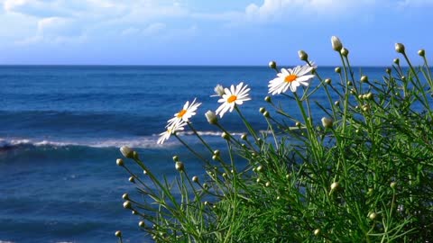 Flowers can dance!!! amazing nature/ beautiful blooming flower time labse video