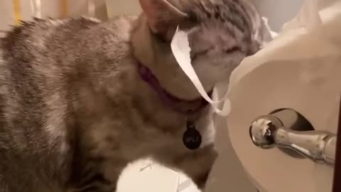 Adorable funny cat plays with toilet paper in the owner absence