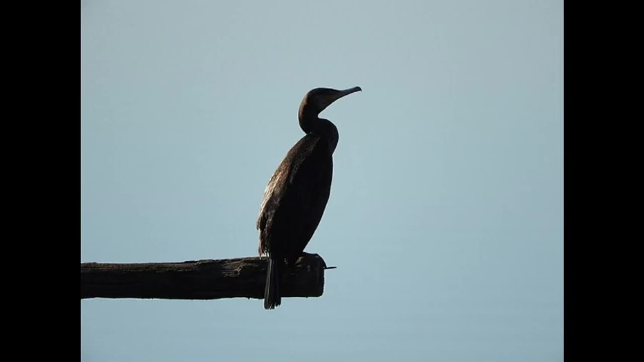 Restoring Maine's Seabird Havens: A Journey of Hope and Resilience