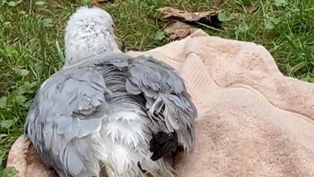 Injured seagull we rescued