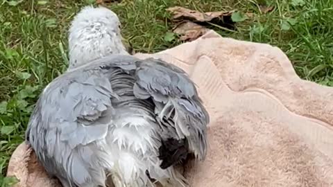 Injured seagull we rescued