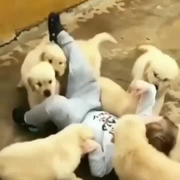 Cᴜᴛᴇ Pᴜᴘᴘɪᴇs ᴀɴᴅ Bᴀʙɪᴇs Pʟᴀʏɪɴɢ Tᴏɢᴇᴛʜᴇʀ Cᴏᴍᴘɪʟᴀᴛɪᴏɴ