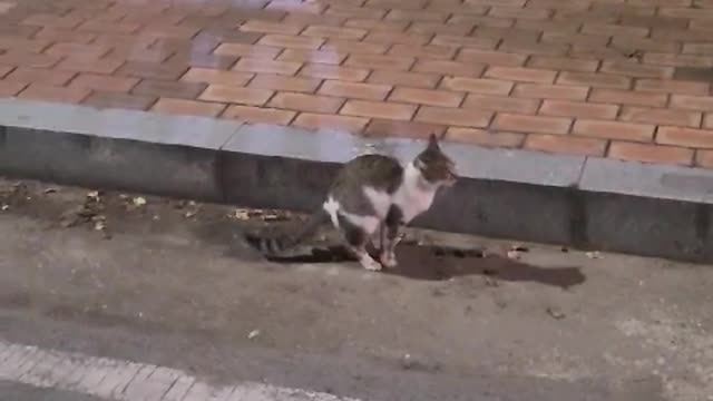 stray cat pooping video