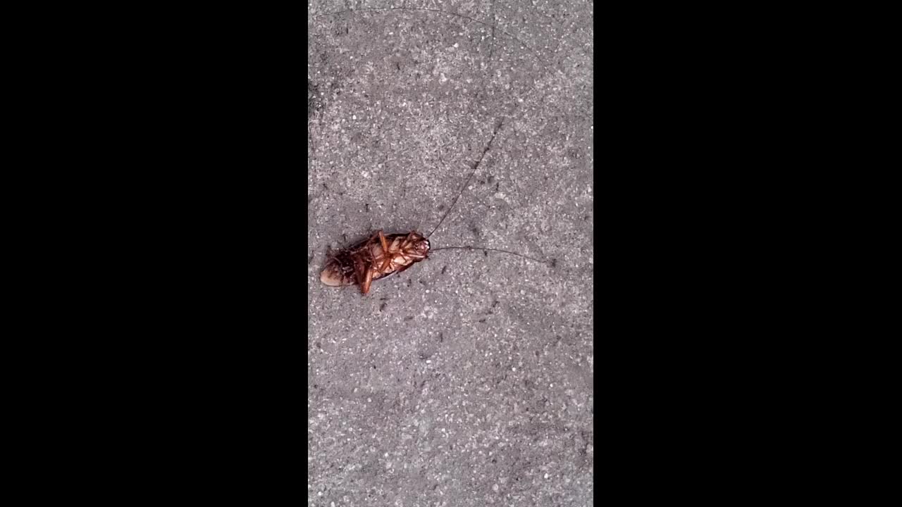 Ants Feasting On A Helpless Cockroach