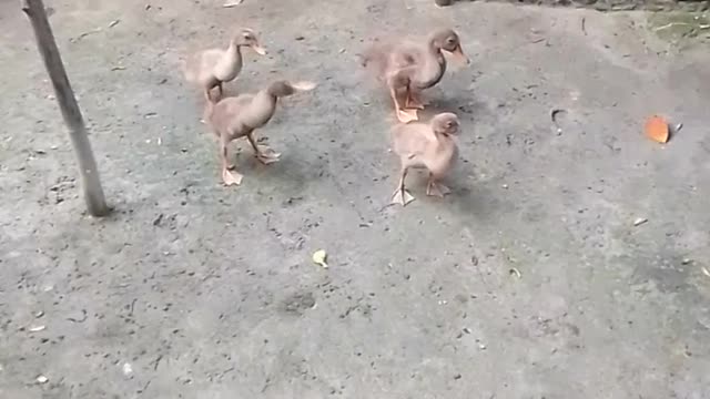 Cute ducks