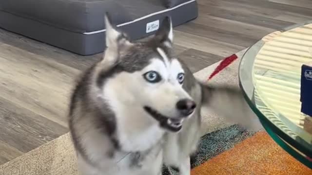 The way she gets excited funny dog