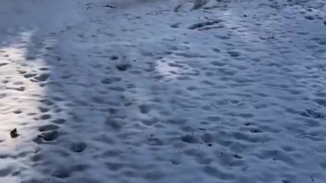 White dog leaps off snow covered porch steps
