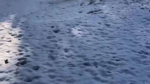 White dog leaps off snow covered porch steps