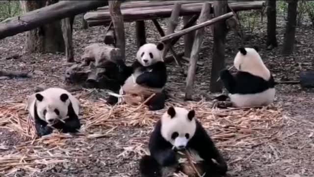 Green bamboo is the favorite food of giant pandas