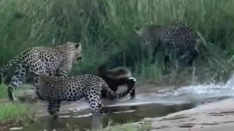 Honey badgers versus three cheetahs