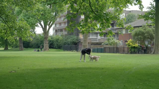 A dog runs to his owner in the park