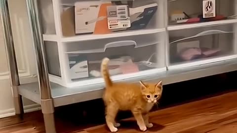 Cute pet , cute cat