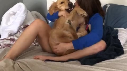 Dog Thinks He s A Baby 🐕🐕 #dog #golden #funny #entertainment #jokes #laugh #fun #doggo #reaction