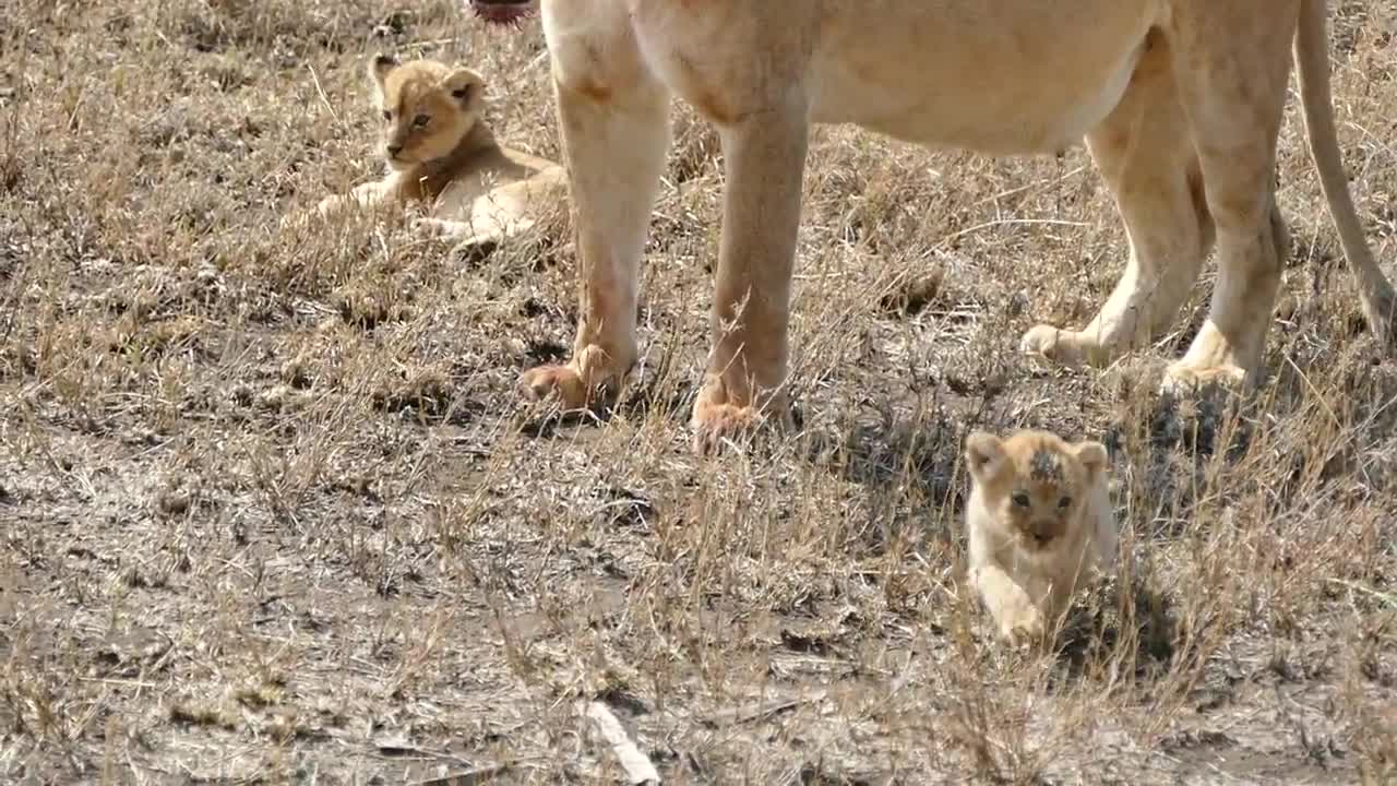 Mama lion guarding over her cubs against intruders